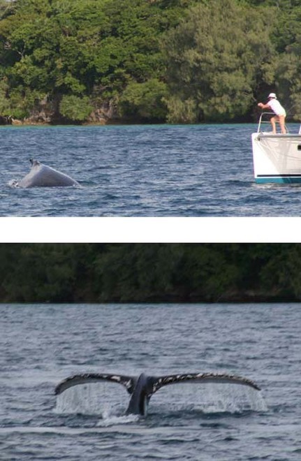 Whales - Kalia Cup Tonga 2007  © Mariner Boating Holidays http://www.marinerboating.com.au